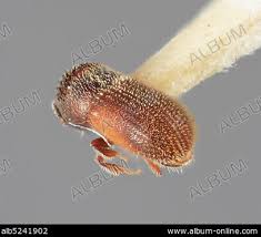 Attēlu rezultāti vaicājumam “Criocephalus rusticus”