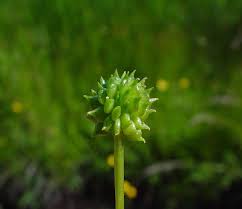 Attēlu rezultāti vaicājumam “Ranunculus repens leaf”