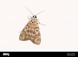 Attēlu rezultāti vaicājumam “Parapoynx stratiotata male”