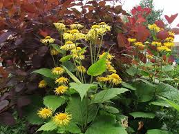 Attēlu rezultāti vaicājumam “Telekia speciosa leaf”