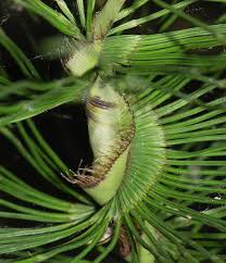 Attēlu rezultāti vaicājumam “Equisetum telmateia”