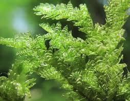 Attēlu rezultāti vaicājumam “Neckera crispa”