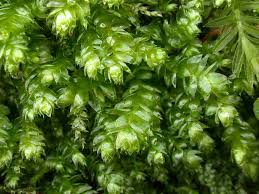 Attēlu rezultāti vaicājumam “Plagiothecium nemorale”