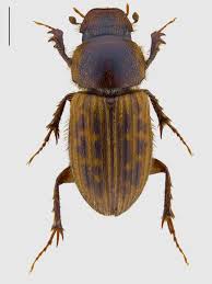 Attēlu rezultāti vaicājumam “Aphodius subterraneus”