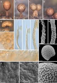 Attēlu rezultāti vaicājumam “Badhamia lilacina sessile”