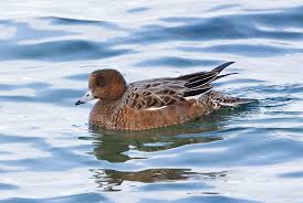 Attēlu rezultāti vaicājumam “Anas penelope”