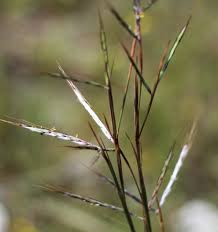 Attēlu rezultāti vaicājumam “Brachypodium sylvaticum leaf”