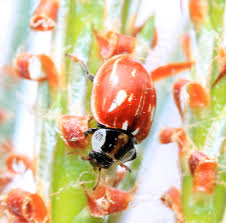 Attēlu rezultāti vaicājumam “Myzia oblongoguttata”