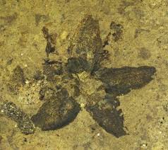 Attēlu rezultāti vaicājumam “Oligonema favogineum sessile”