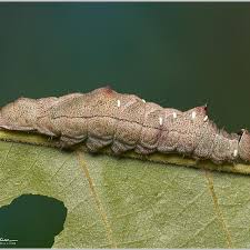 Attēlu rezultāti vaicājumam “Badhamia bethelii macro”