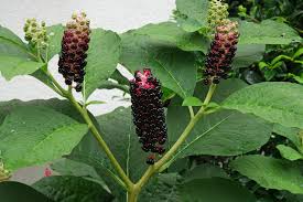 Attēlu rezultāti vaicājumam “Phytolacca acinosa fruit”