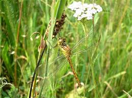Attēlu rezultāti vaicājumam “Sympetrum vulgatum female”