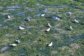 Attēlu rezultāti vaicājumam “Rissa tridactyla nest”