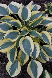 Attēlu rezultāti vaicājumam “Hosta sp. leaf”