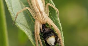 Attēlu rezultāti vaicājumam “Tibellus oblongus”