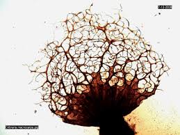 Attēlu rezultāti vaicājumam “Cribraria macrocarpa”