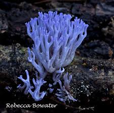 Attēlu rezultāti vaicājumam “Ramariopsis pulchella”