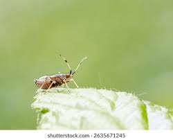 Attēlu rezultāti vaicājumam “Deraeocoris ruber”