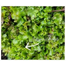 Attēlu rezultāti vaicājumam “Pellia”