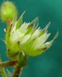 Attēlu rezultāti vaicājumam “Cerastium semidecandrum bud”