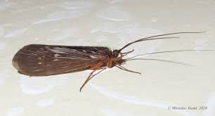 Attēlu rezultāti vaicājumam “Potamophylax”