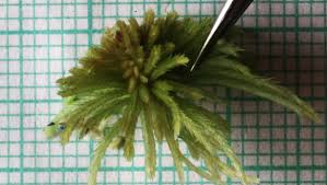 Attēlu rezultāti vaicājumam “Sphagnum austinii sporophyte”