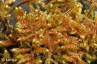 Attēlu rezultāti vaicājumam “Calliergonella lindbergii”