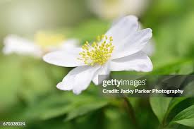 Attēlu rezultāti vaicājumam “Anemone nemorosa flower”