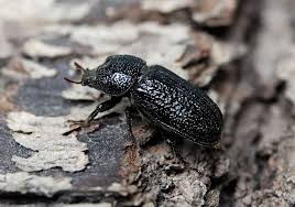 Attēlu rezultāti vaicājumam “Sinodendron cylindricum female”