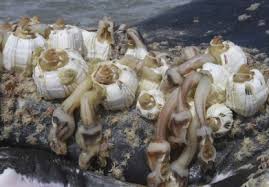 Attēlu rezultāti vaicājumam “Balanus improvisus”