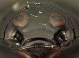 Attēlu rezultāti vaicājumam “Gyrinidae”