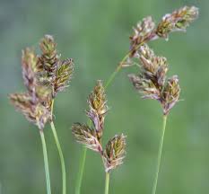 Attēlu rezultāti vaicājumam “Carex praecox”