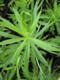 Attēlu rezultāti vaicājumam “Solidago canadensis leaf”
