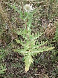Image result for Dipsacus laciniatus