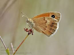Attēlu rezultāti vaicājumam “Coenonympha pamphilus”