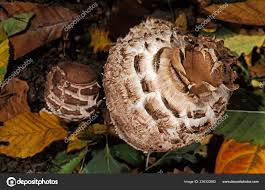 Attēlu rezultāti vaicājumam “Macrolepiota rhacodes”