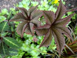 Image result for Rodgersia chocolate wings