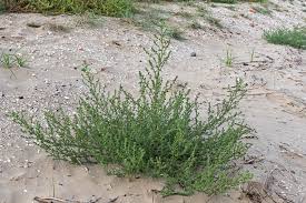 Attēlu rezultāti vaicājumam “Salsola kali”