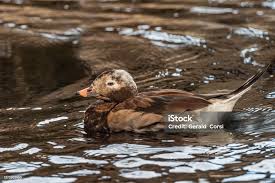 Attēlu rezultāti vaicājumam “Clangula hyemalis male”