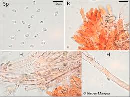 Attēlu rezultāti vaicājumam “Ceriporia excelsa”