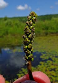 Attēlu rezultāti vaicājumam “Potamogeton natans”