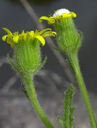 Attēlu rezultāti vaicājumam “Senecio viscosus flower”