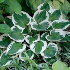 Image result for Hosta fortunei albomarginata