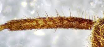 Attēlu rezultāti vaicājumam “Phytocoris varipes”