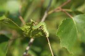 Attēlu rezultāti vaicājumam “Archiearis parthenias”