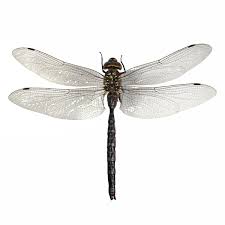 Attēlu rezultāti vaicājumam “Aeshna juncea”