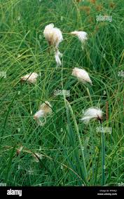 Attēlu rezultāti vaicājumam “Eriophorum angustifolium”