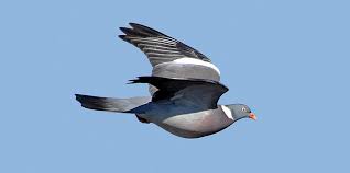 Image result for Columba palumbus