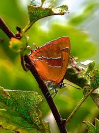 Attēlu rezultāti vaicājumam “Thecla betulae female”