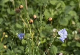 Attēlu rezultāti vaicājumam “Linum usitatissimum bud”
